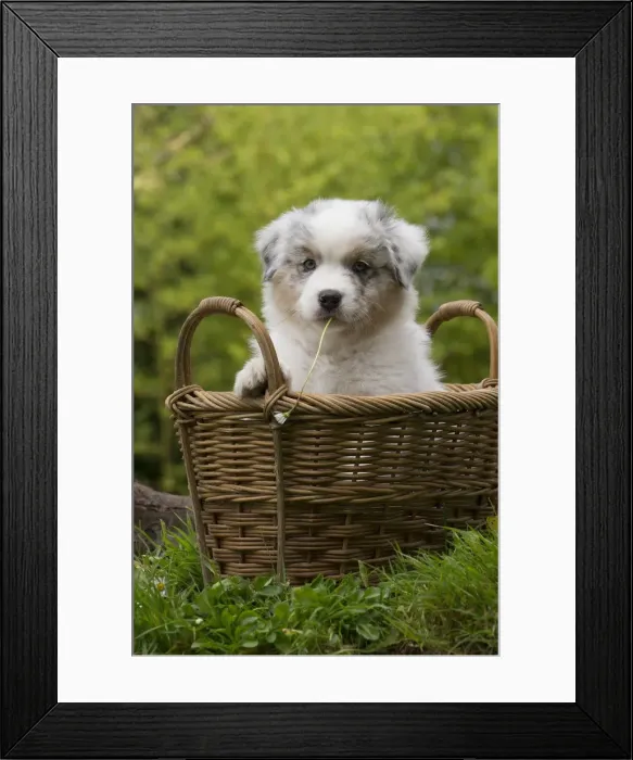 Framed Print : Picture No. 12009358 Framed Print : Picture No. 12009358