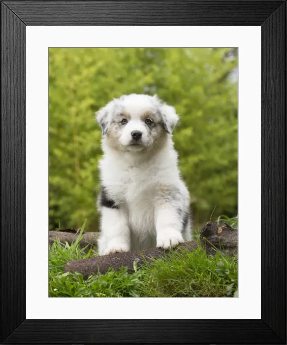 Framed Print : Picture No. 12009359 Framed Print : Picture No. 12009359