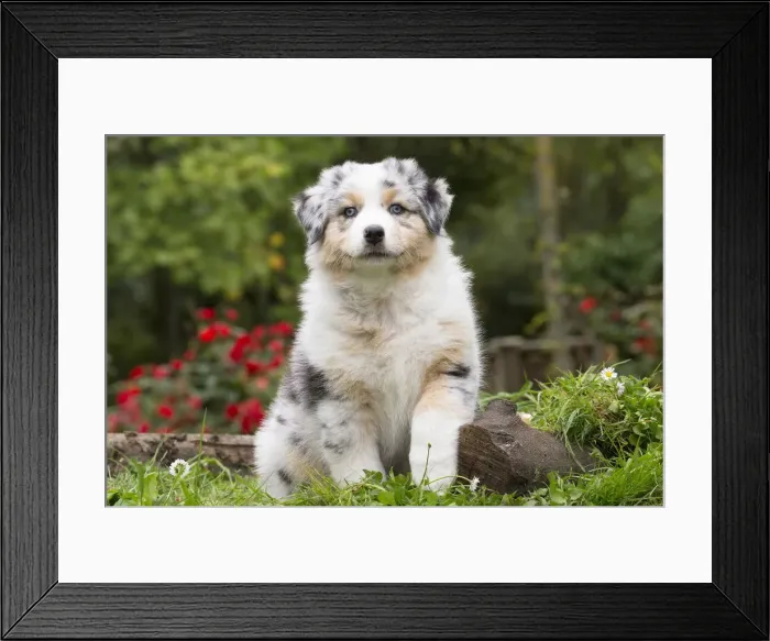 Framed Print : Picture No. 12009362 Framed Print : Picture No. 12009362