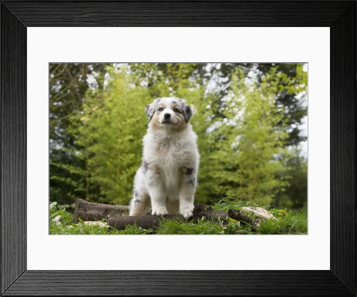 Framed Print : Picture No. 12009363 Framed Print : Picture No. 12009363