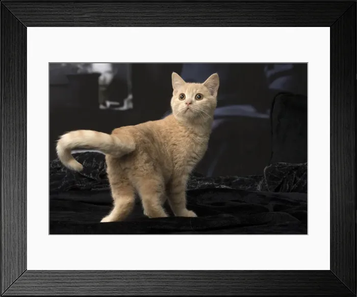 Framed Print : Picture No. 12009641 Framed Print : Picture No. 12009641