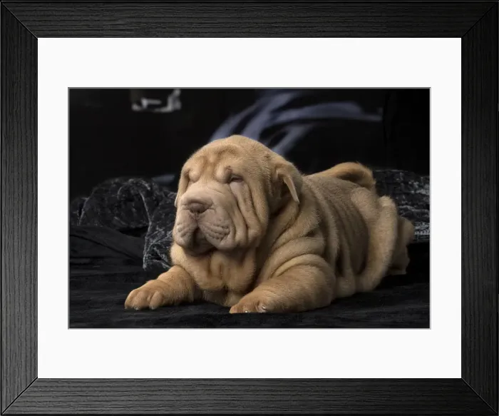 Framed Print : Picture No. 12009645 Framed Print : Picture No. 12009645