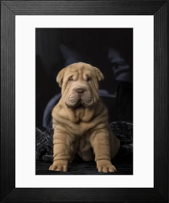 Framed Print : Picture No. 12009647 Framed Print : Picture No. 12009647