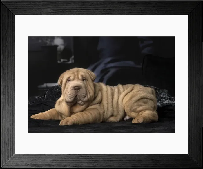 Framed Print : Picture No. 12009648 Framed Print : Picture No. 12009648