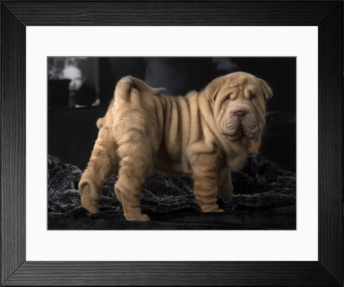 Framed Print : Picture No. 12009650 Framed Print : Picture No. 12009650