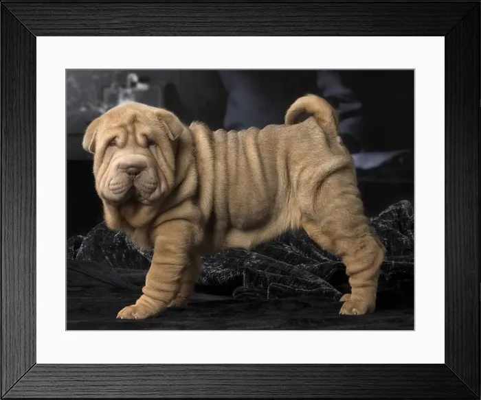 Framed Print : Picture No. 12009651 Framed Print : Picture No. 12009651