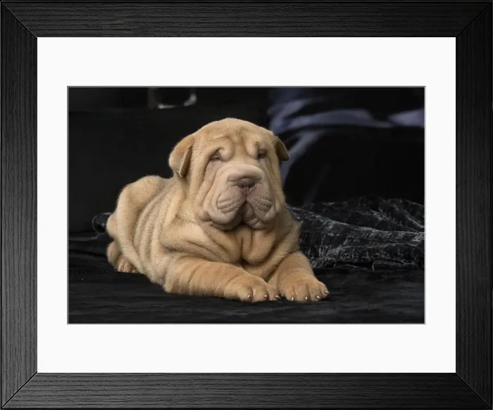 Framed Print : Picture No. 12009652 Framed Print : Picture No. 12009652
