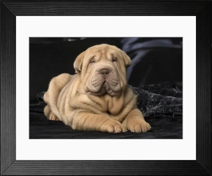 Framed Print : Picture No. 12009653 Framed Print : Picture No. 12009653