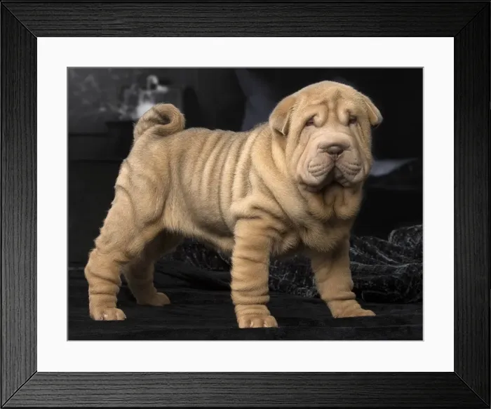 Framed Print : Picture No. 12009654 Framed Print : Picture No. 12009654
