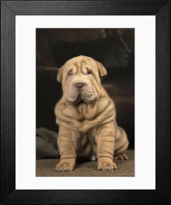 Framed Print : Picture No. 12009655 Framed Print : Picture No. 12009655