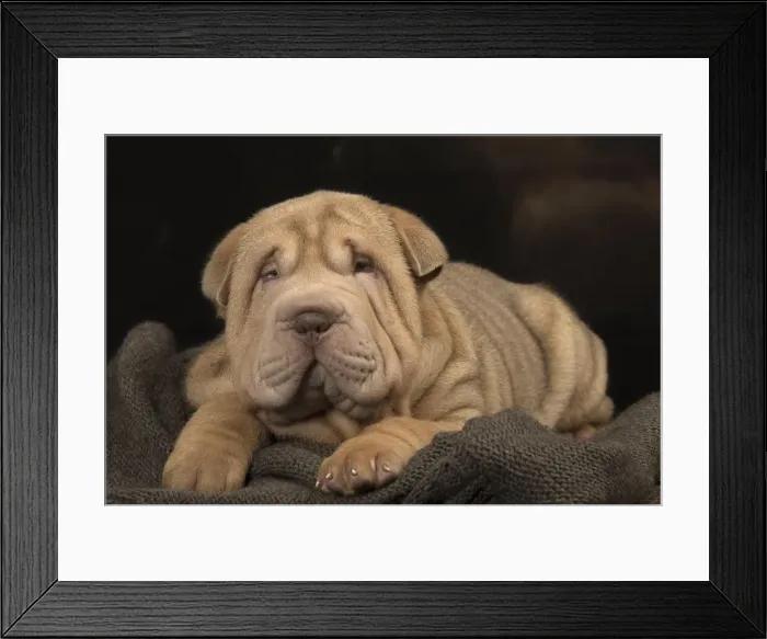 Framed Print : Picture No. 12009657 Framed Print : Picture No. 12009657