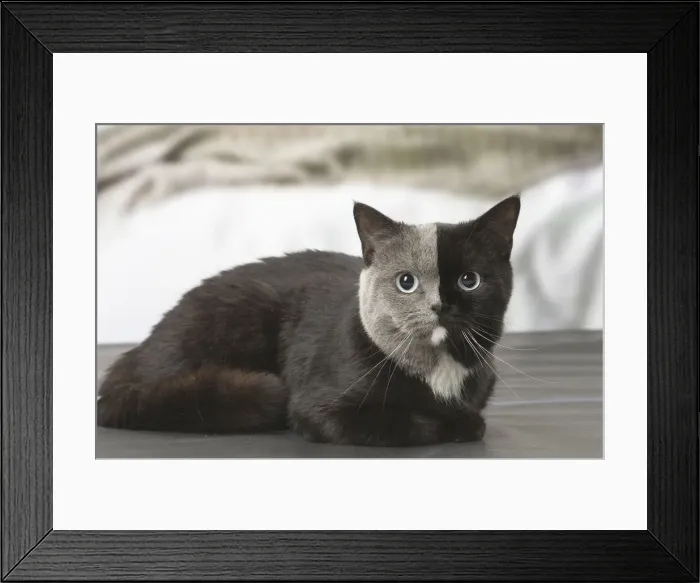 Framed Print : Picture No. 12009673 Framed Print : Picture No. 12009673