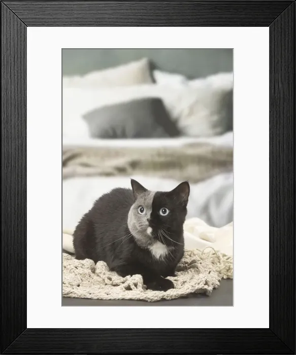Framed Print : Picture No. 12009674 Framed Print : Picture No. 12009674