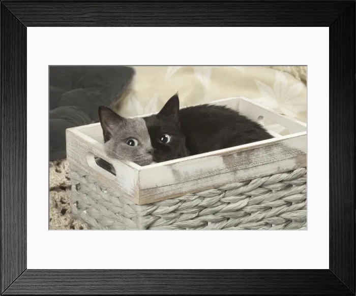 Framed Print : Picture No. 12009675 Framed Print : Picture No. 12009675
