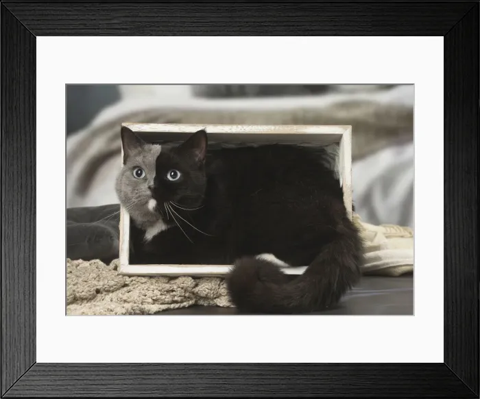 Framed Print : Picture No. 12009676 Framed Print : Picture No. 12009676