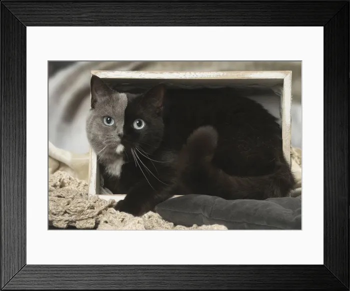 Framed Print : Picture No. 12009677 Framed Print : Picture No. 12009677