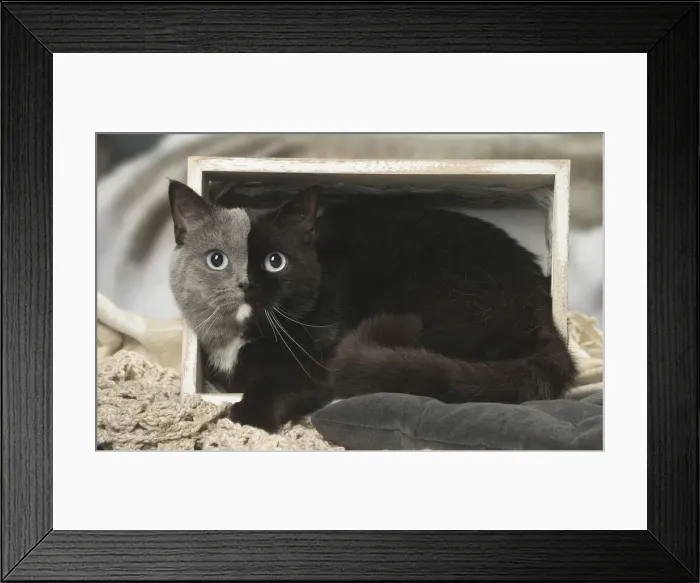 Framed Print : Picture No. 12009678 Framed Print : Picture No. 12009678