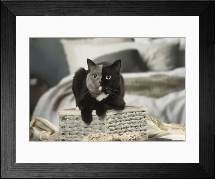 Framed Print : Picture No. 12009679 Framed Print : Picture No. 12009679