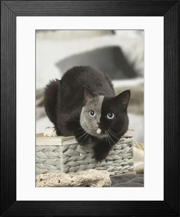 Framed Print : Picture No. 12009680 Framed Print : Picture No. 12009680