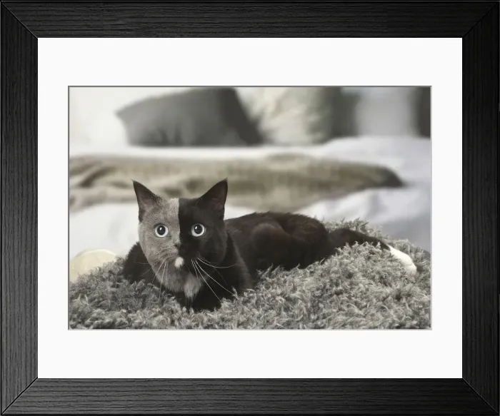 Framed Print : Picture No. 12009681 Framed Print : Picture No. 12009681