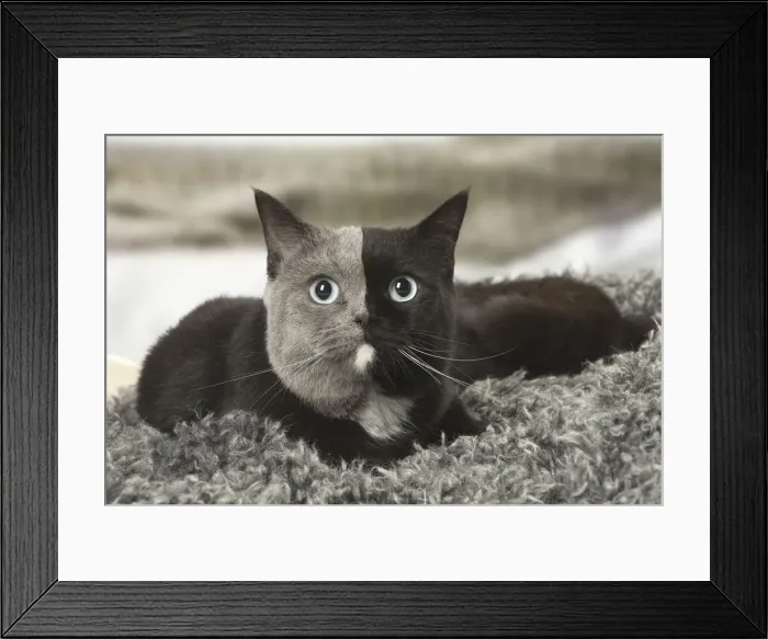 Framed Print : Picture No. 12009682 Framed Print : Picture No. 12009682