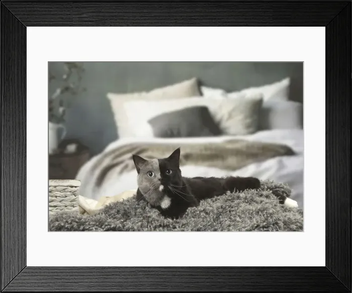 Framed Print : Picture No. 12009683 Framed Print : Picture No. 12009683