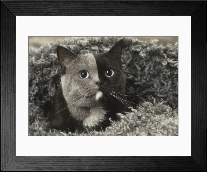 Framed Print : Picture No. 12009684 Framed Print : Picture No. 12009684