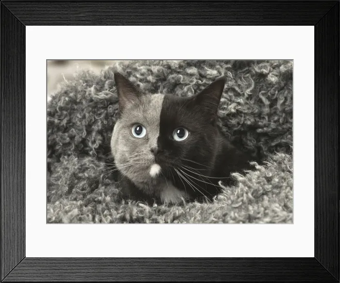 Framed Print : Picture No. 12009685 Framed Print : Picture No. 12009685