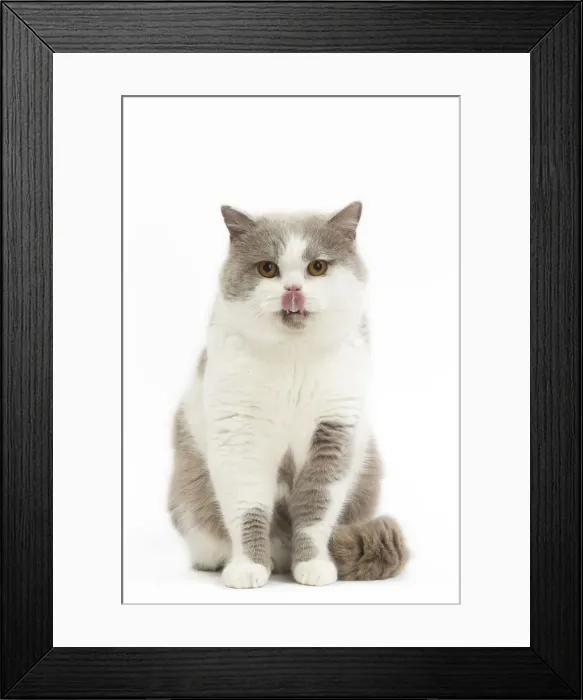 Framed Print : Picture No. 12009686 Framed Print : Picture No. 12009686
