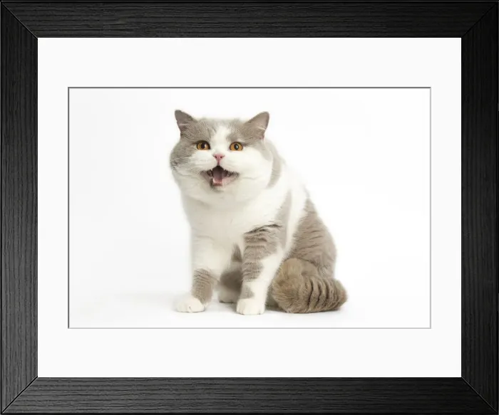 Framed Print : Picture No. 12009689 Framed Print : Picture No. 12009689