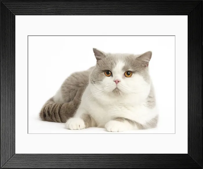 Framed Print : Picture No. 12009692 Framed Print : Picture No. 12009692