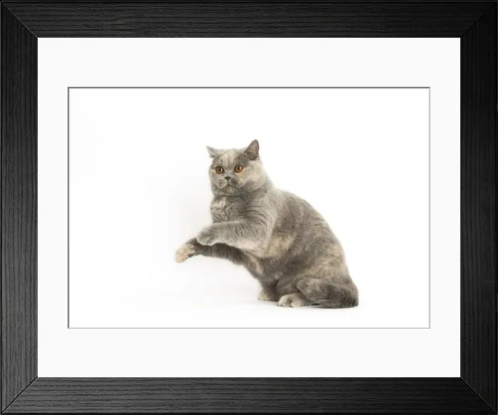 Framed Print : Picture No. 12009699 Framed Print : Picture No. 12009699