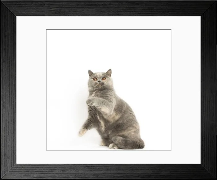 Framed Print : Picture No. 12009700 Framed Print : Picture No. 12009700