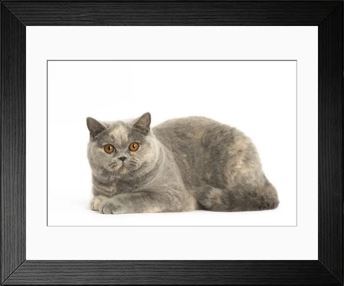 Framed Print : Picture No. 12009702 Framed Print : Picture No. 12009702