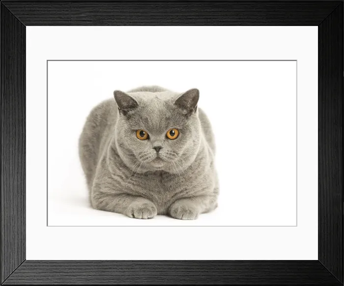 Framed Print : Picture No. 12009707 Framed Print : Picture No. 12009707