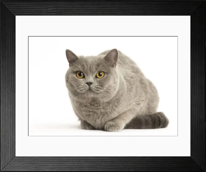 Framed Print : Picture No. 12009710 Framed Print : Picture No. 12009710