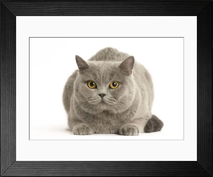 Framed Print : Picture No. 12009711 Framed Print : Picture No. 12009711