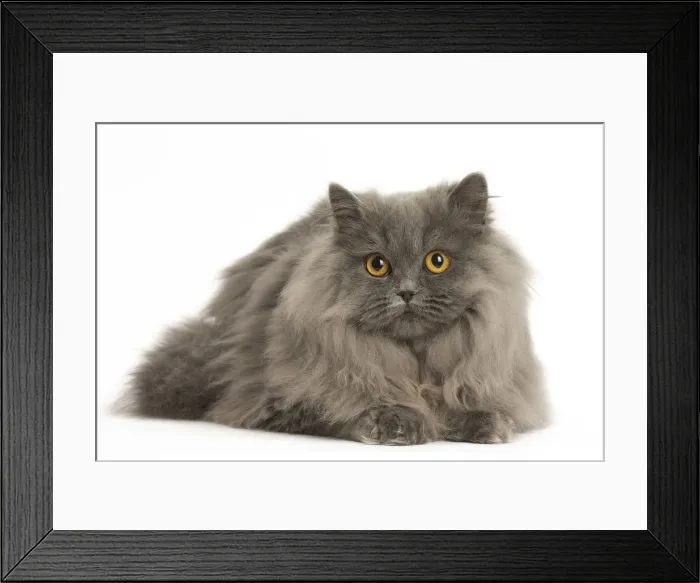 Framed Print : Picture No. 12009714 Framed Print : Picture No. 12009714