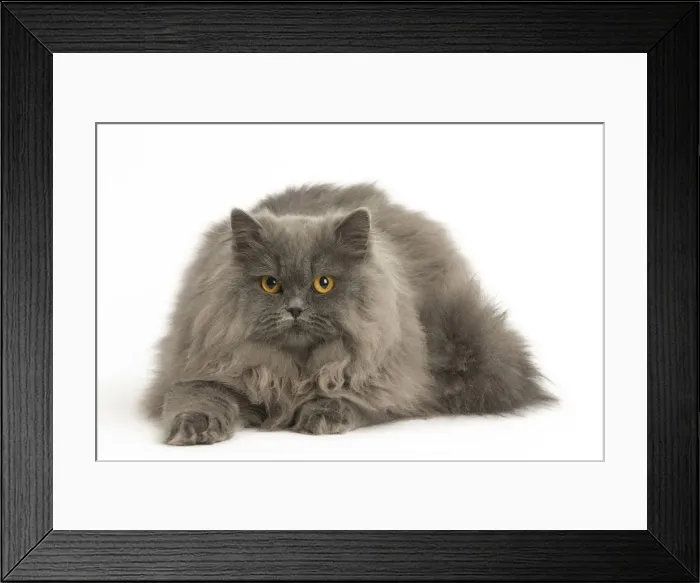 Framed Print : Picture No. 12009715 Framed Print : Picture No. 12009715