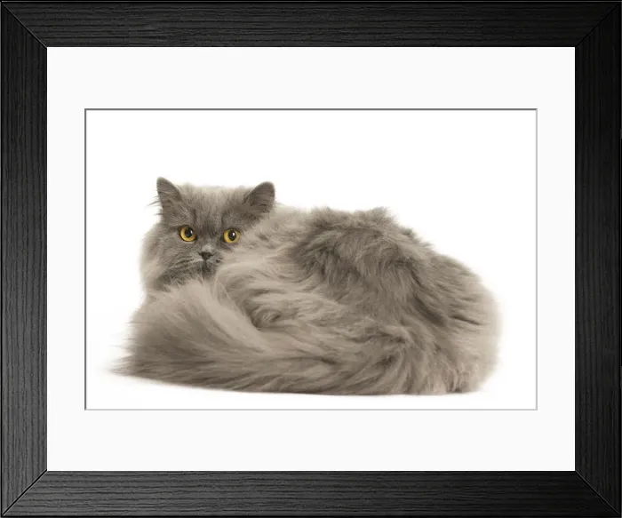 Framed Print : Picture No. 12009716 Framed Print : Picture No. 12009716
