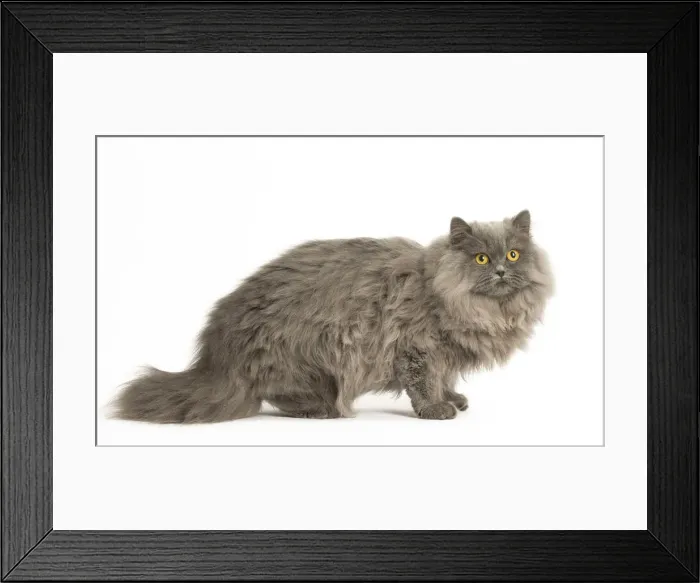 Framed Print : Picture No. 12009717 Framed Print : Picture No. 12009717