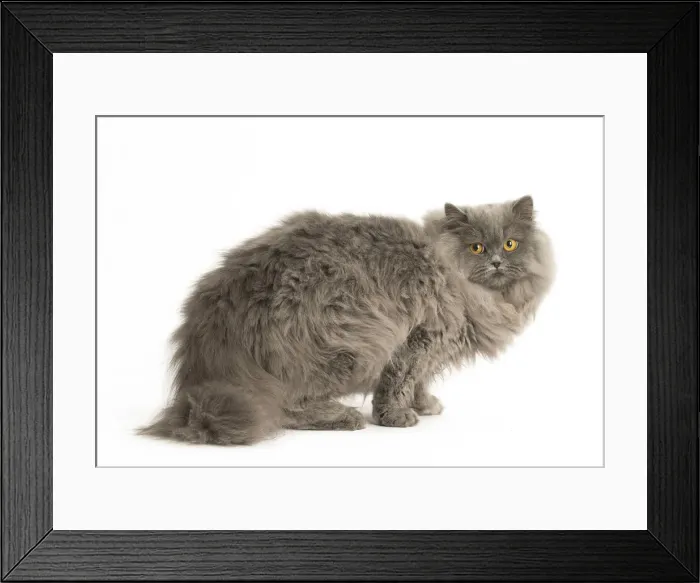 Framed Print : Picture No. 12009718 Framed Print : Picture No. 12009718