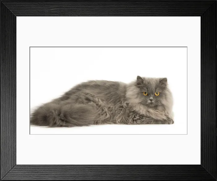Framed Print : Picture No. 12009719 Framed Print : Picture No. 12009719