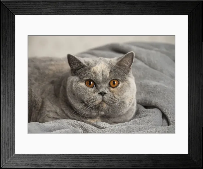 Framed Print : Picture No. 12009720 Framed Print : Picture No. 12009720