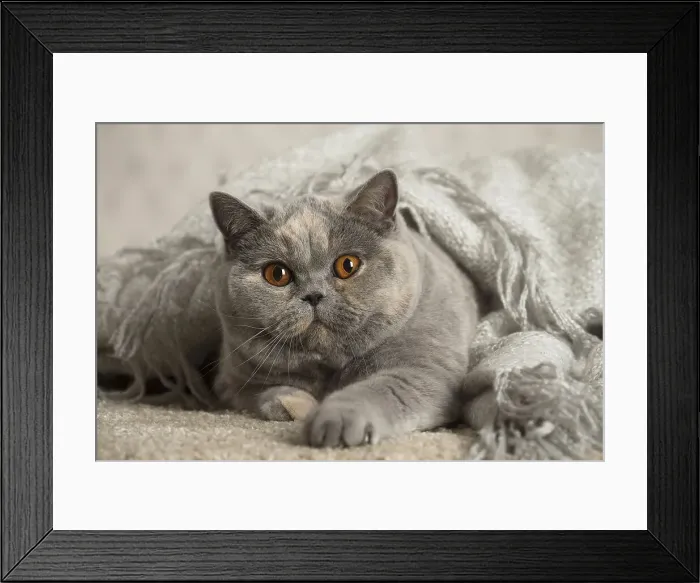 Framed Print : Picture No. 12009721 Framed Print : Picture No. 12009721