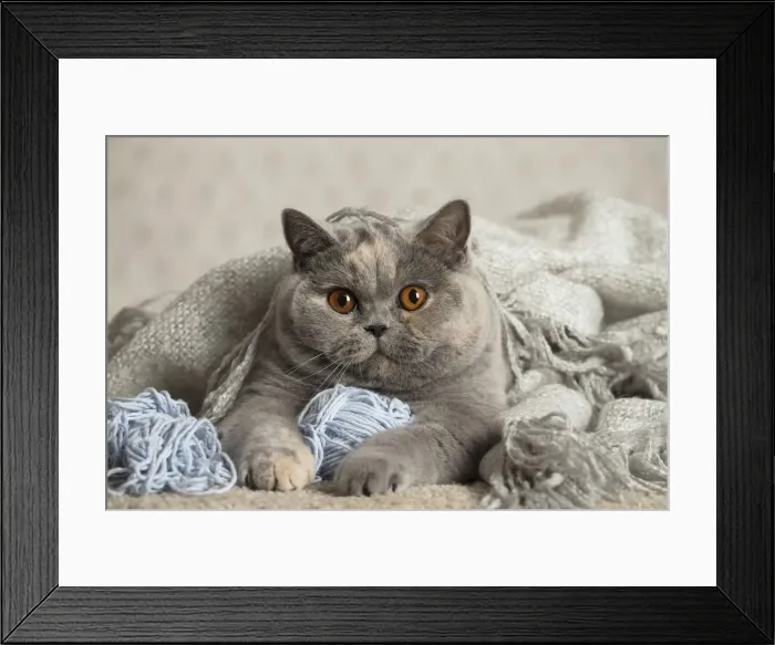 Framed Print : Picture No. 12009723 Framed Print : Picture No. 12009723