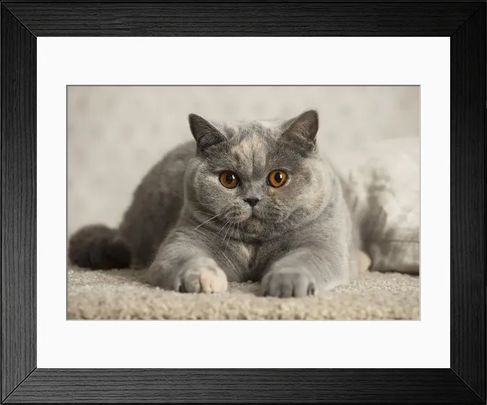 Framed Print : Picture No. 12009725 Framed Print : Picture No. 12009725