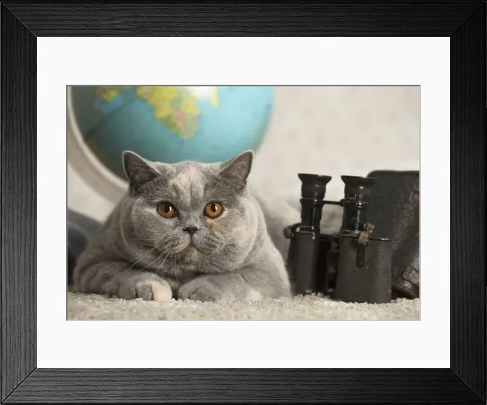 Framed Print : Picture No. 12009731 Framed Print : Picture No. 12009731