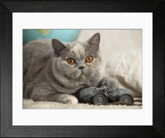 Framed Print : Picture No. 12009732 Framed Print : Picture No. 12009732