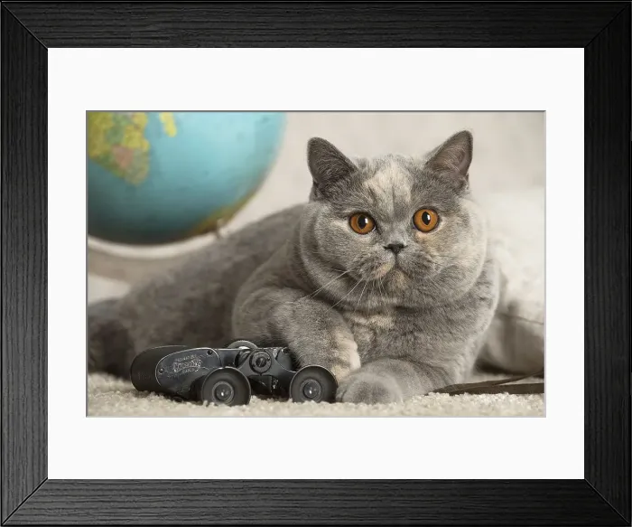 Framed Print : Picture No. 12009733 Framed Print : Picture No. 12009733
